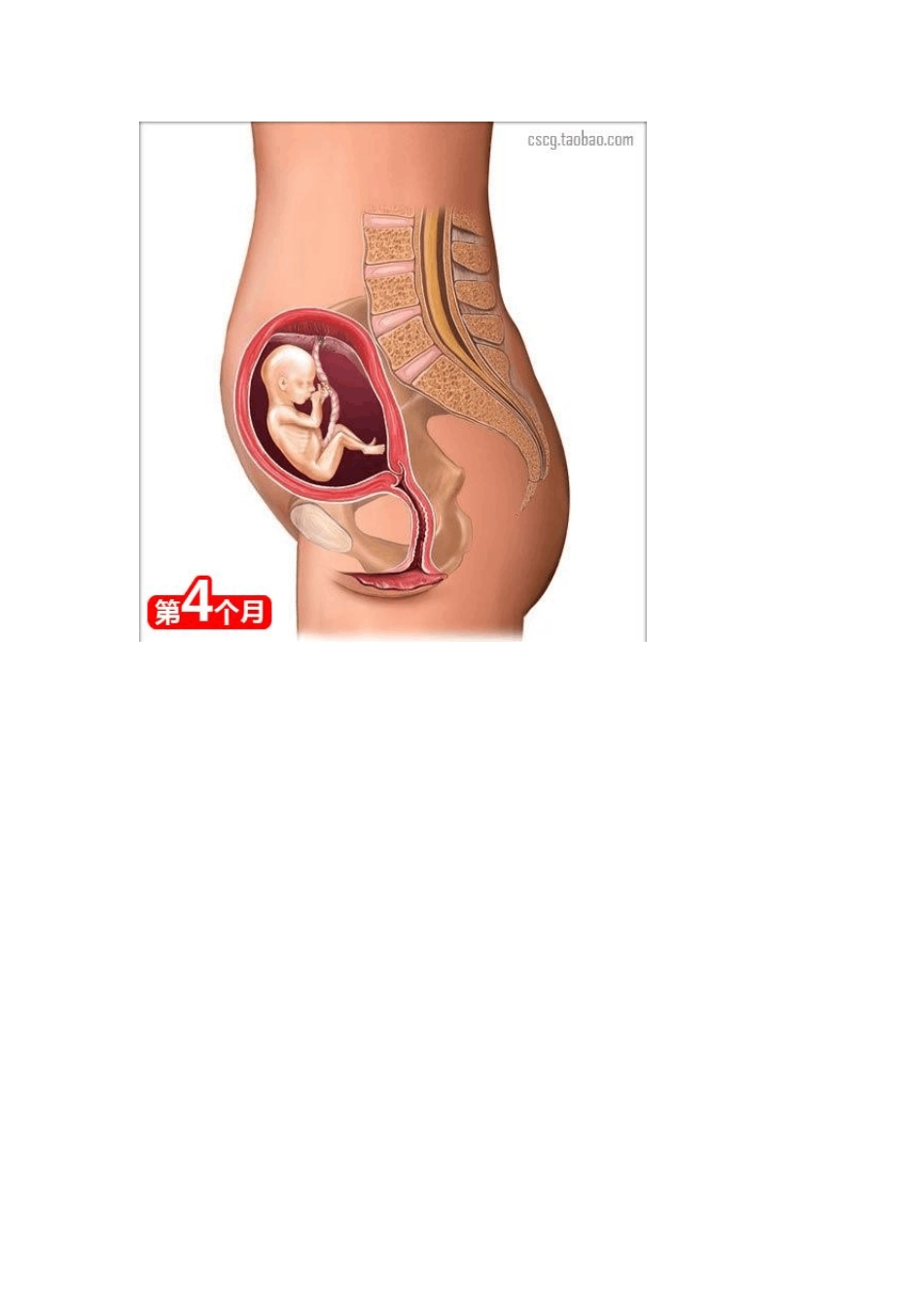 怀孕常识(经典教程)_第3页