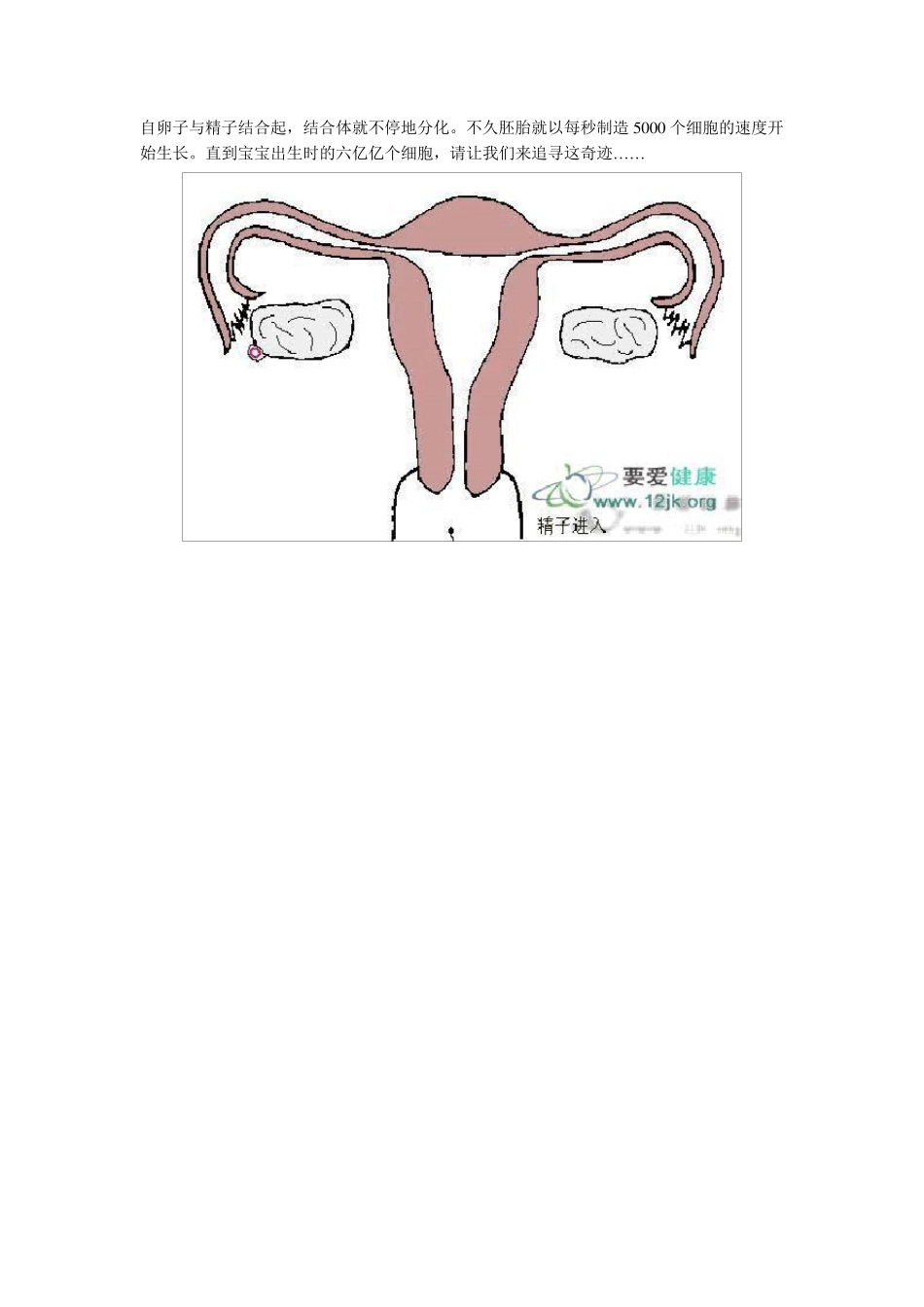 怀孕过程图解_第2页