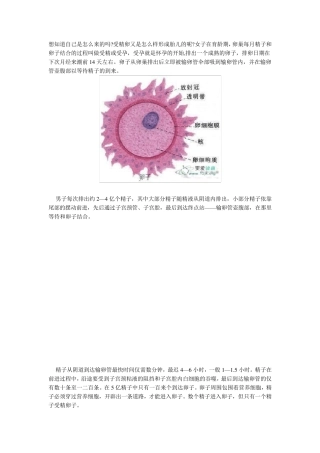 怀孕过程图解