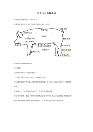 怎么选择后备母猪