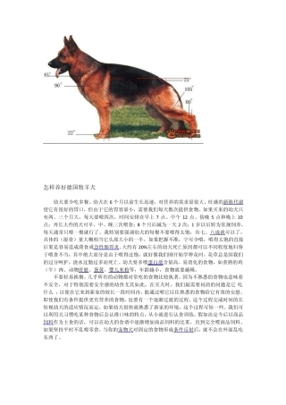 怎样养好德国牧羊犬