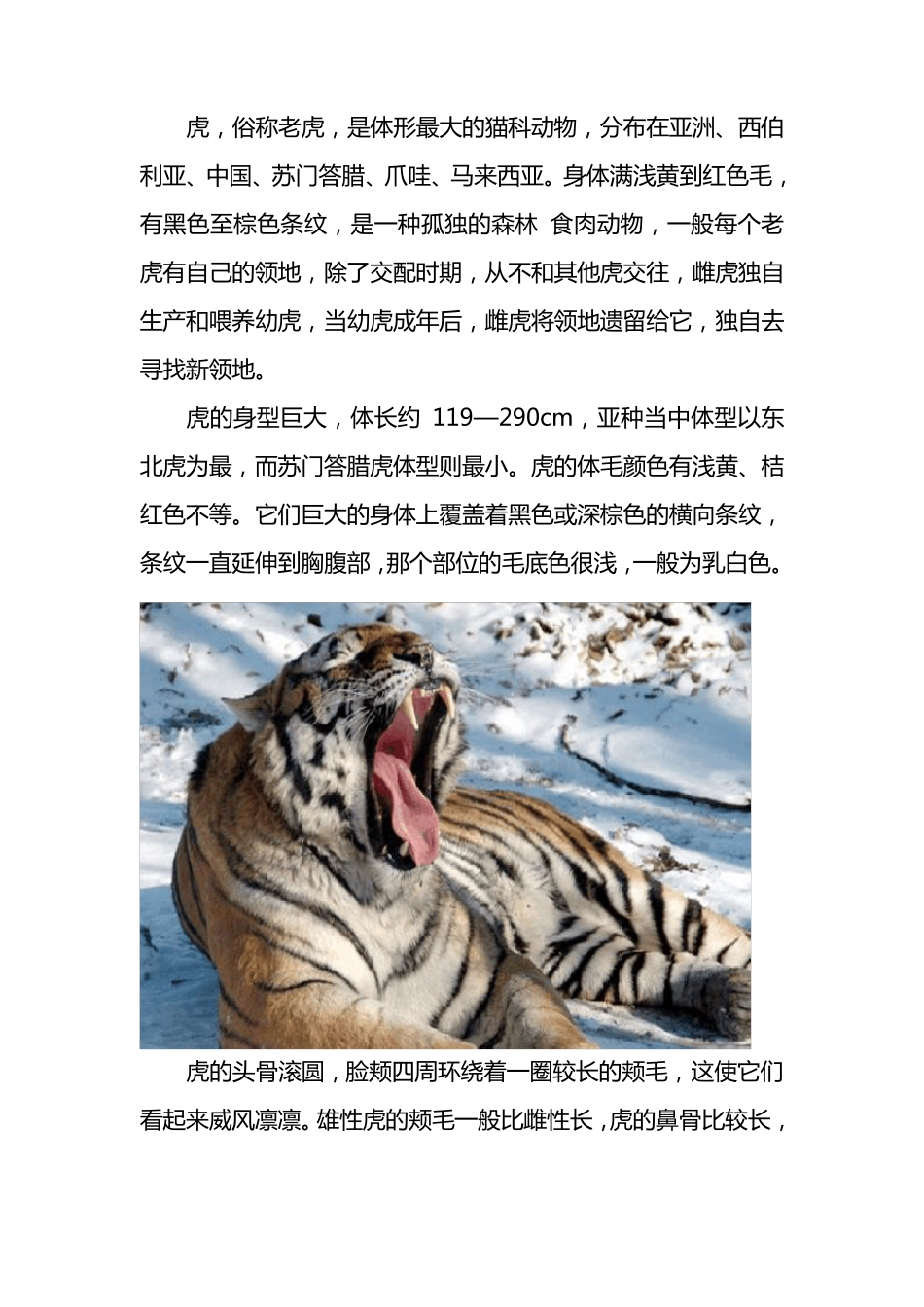 怎样画工笔老虎(图文)_第2页