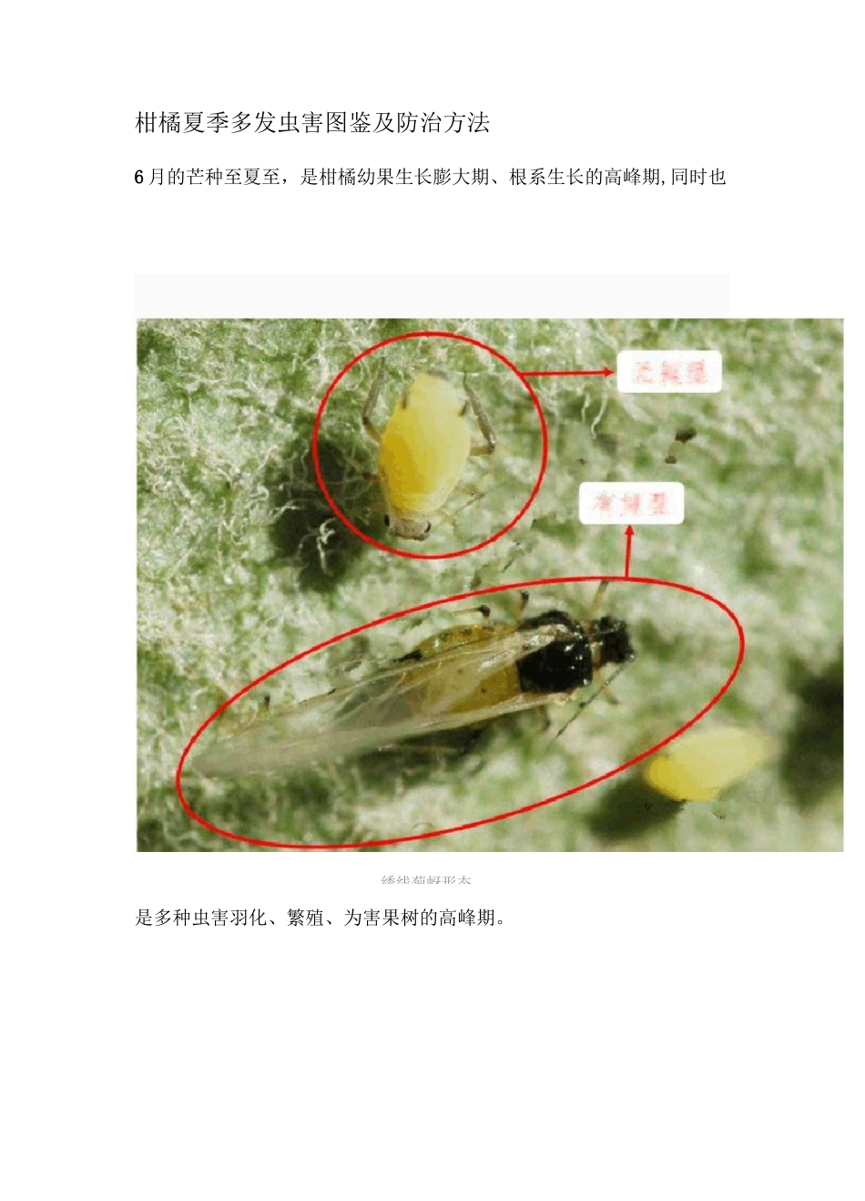 柑橘夏季多发虫害图鉴及防治方法_第1页