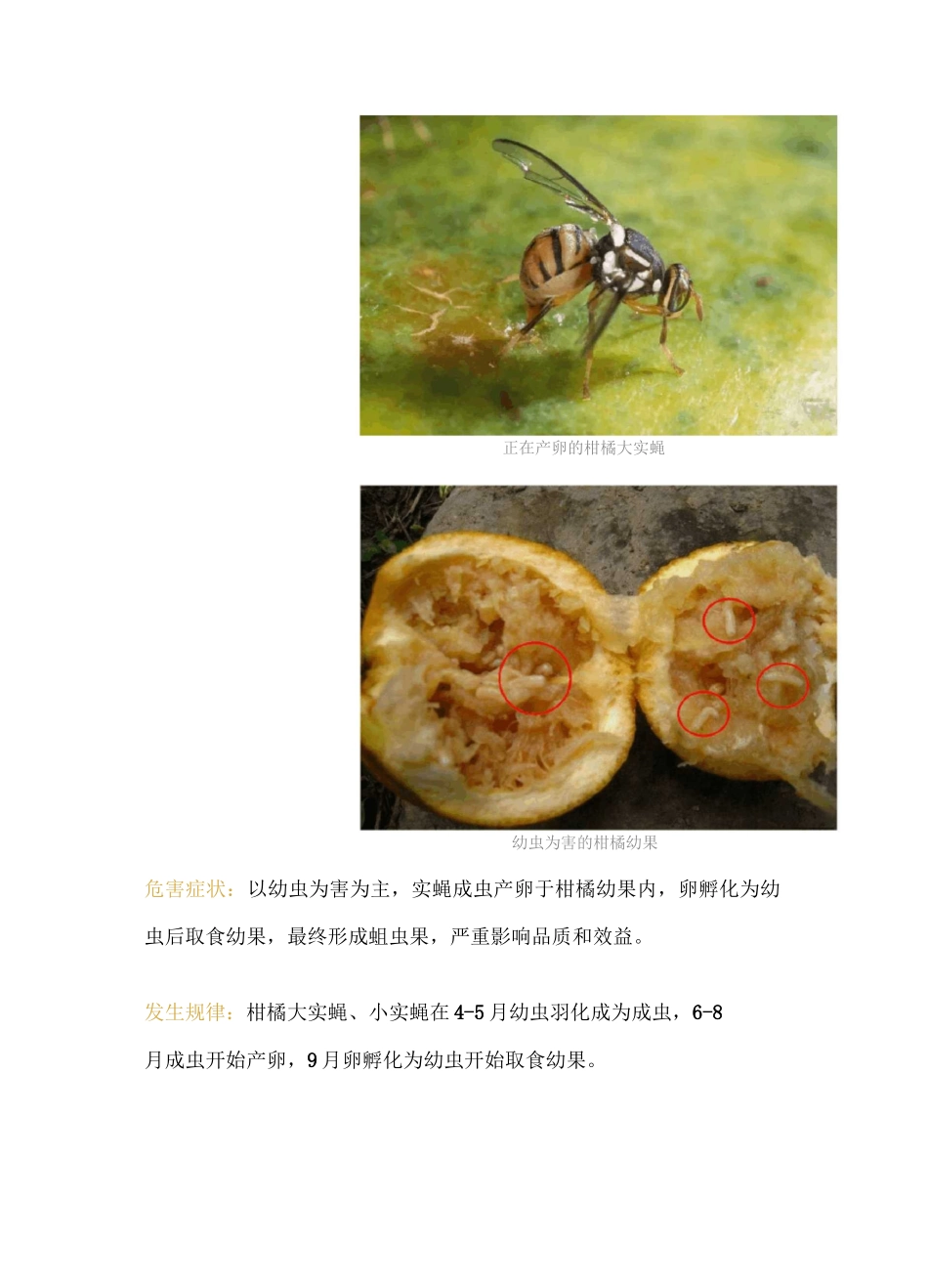 柑橘夏季多发虫害图鉴及防治方法_第3页