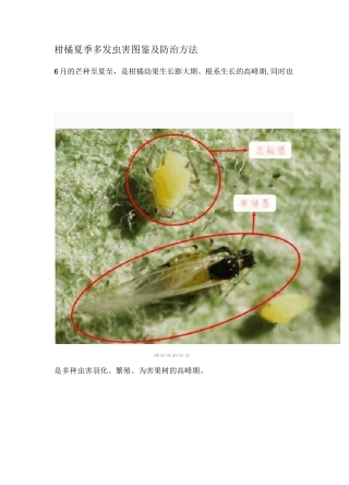 柑橘夏季多发虫害图鉴及防治方法