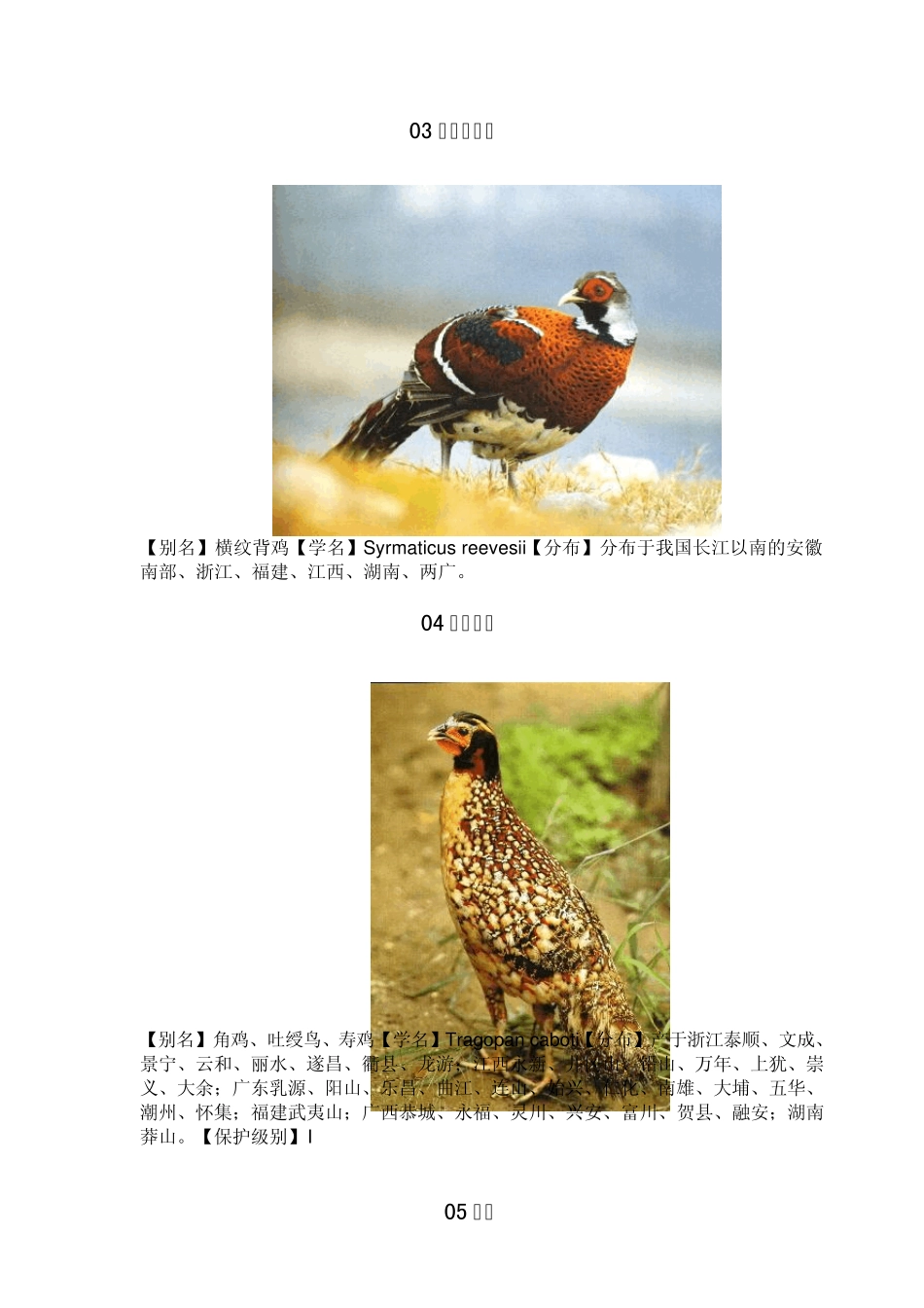 我国的珍稀鸟类动物图谱_第2页