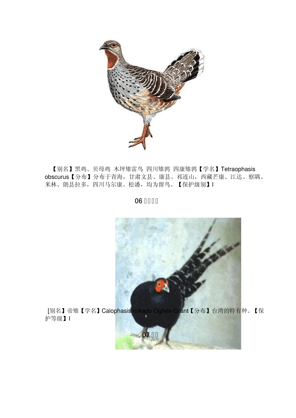 我国的珍稀鸟类动物图谱_第3页