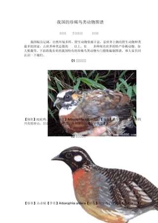 我国的珍稀鸟类动物图谱