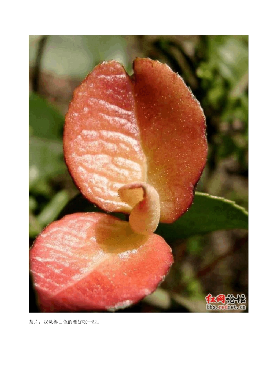 我家乡特产(湖南)_第2页