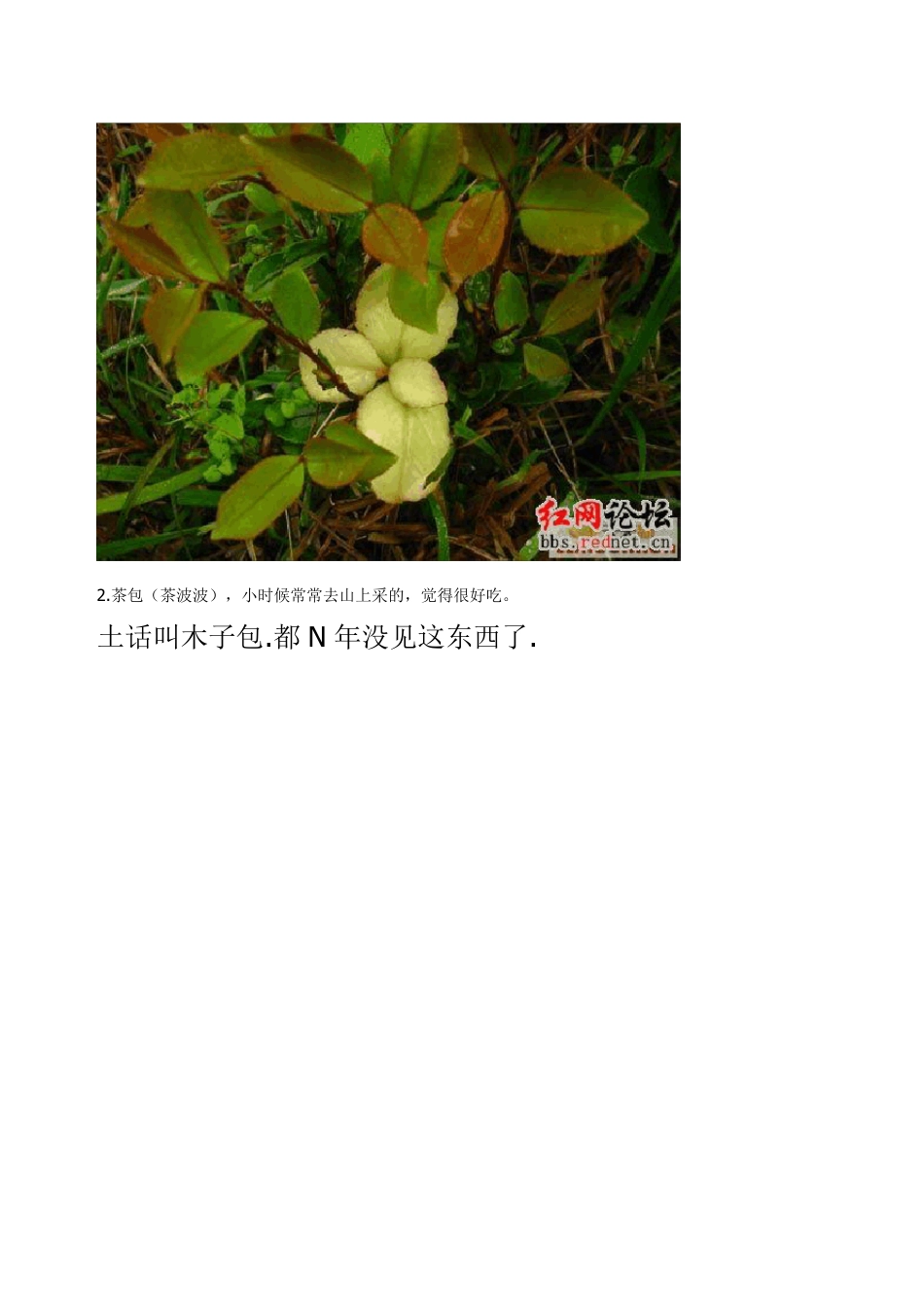 我家乡特产(湖南)_第3页