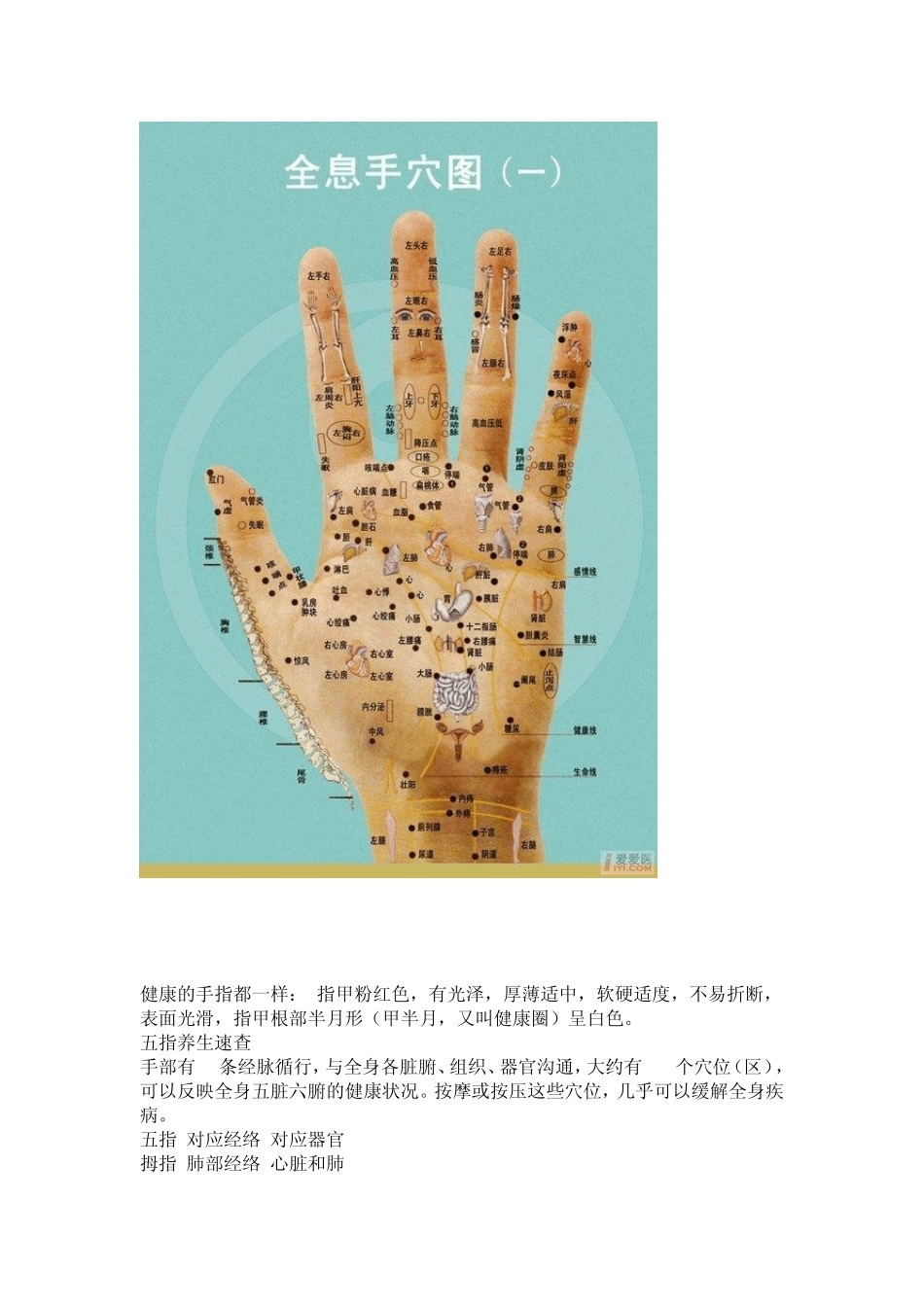 手与内脏对应图_第2页