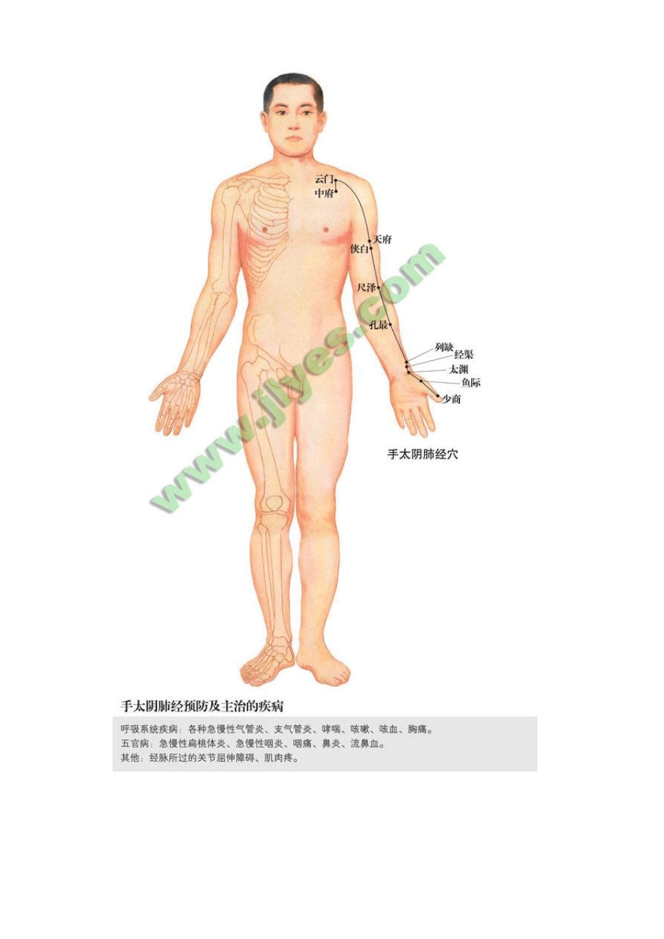 手太阴肺经图人体穴位图_第2页