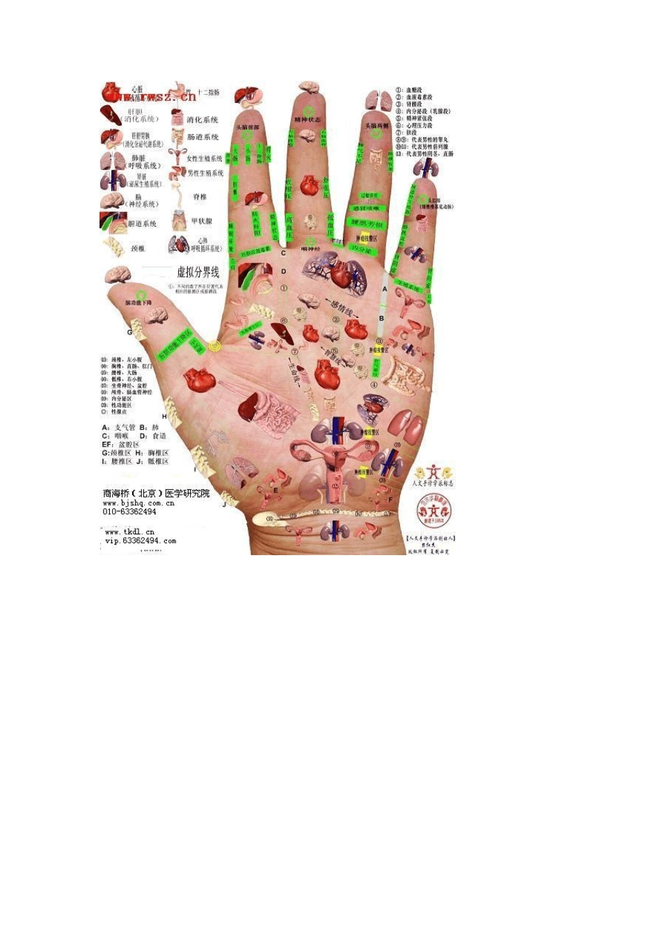 手指与人体器官的关系_第3页