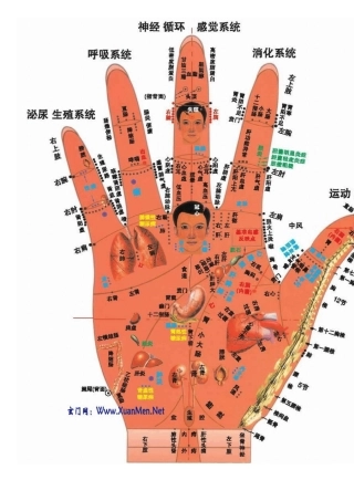 手足耳全息反射图