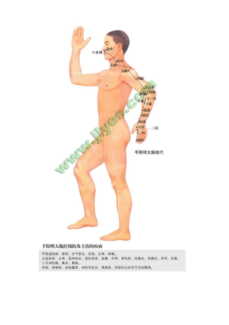 手阳明大肠经图人体穴位图_第2页