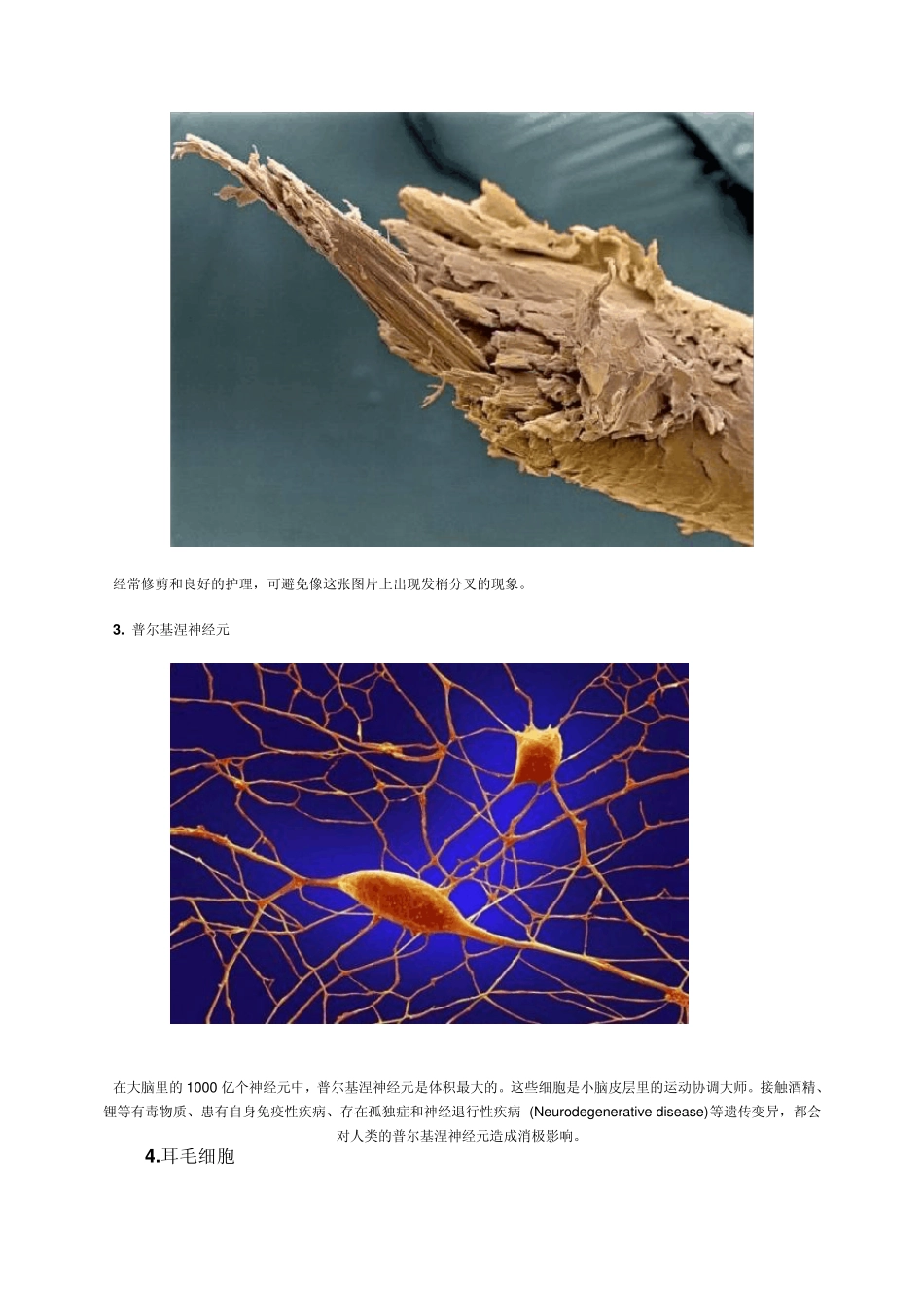 扫描电子显微镜(SEM)拍摄的人体图片_第2页