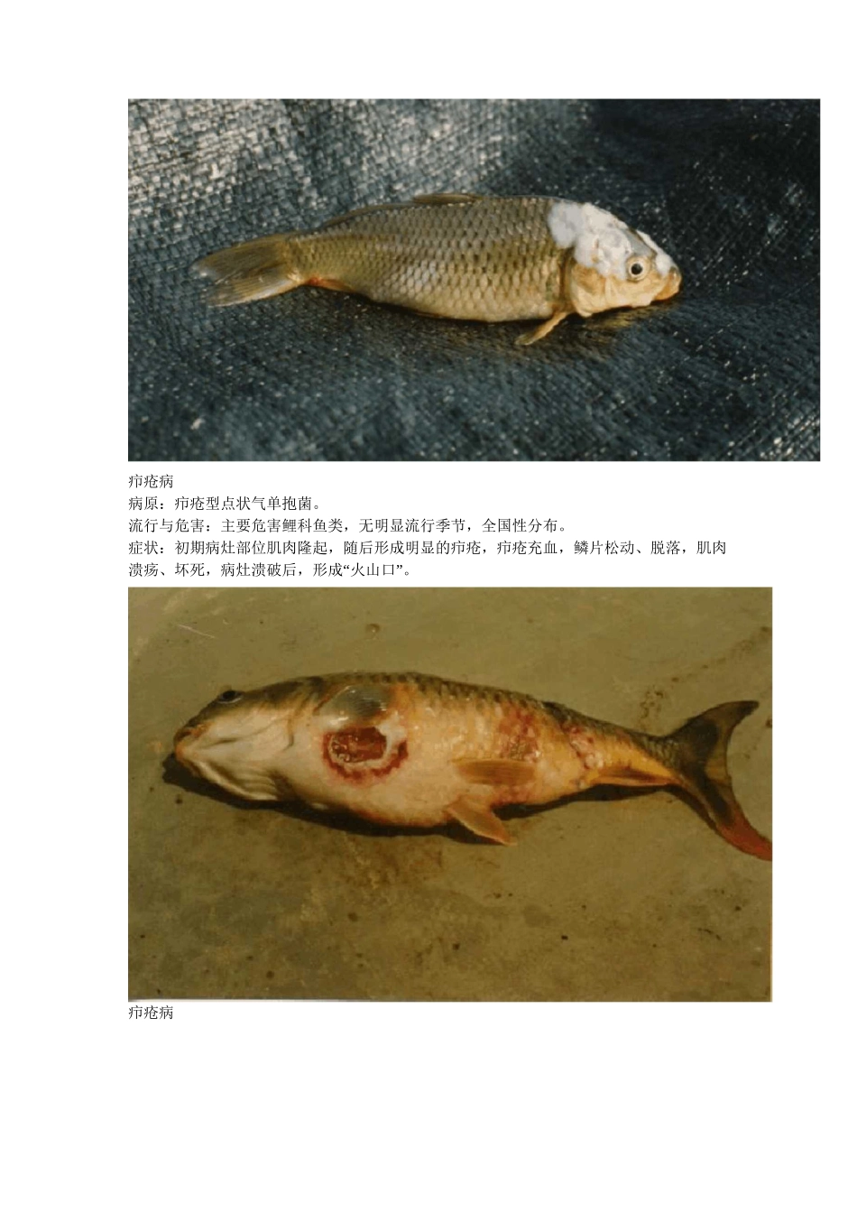 鱼类疾病图片_第2页