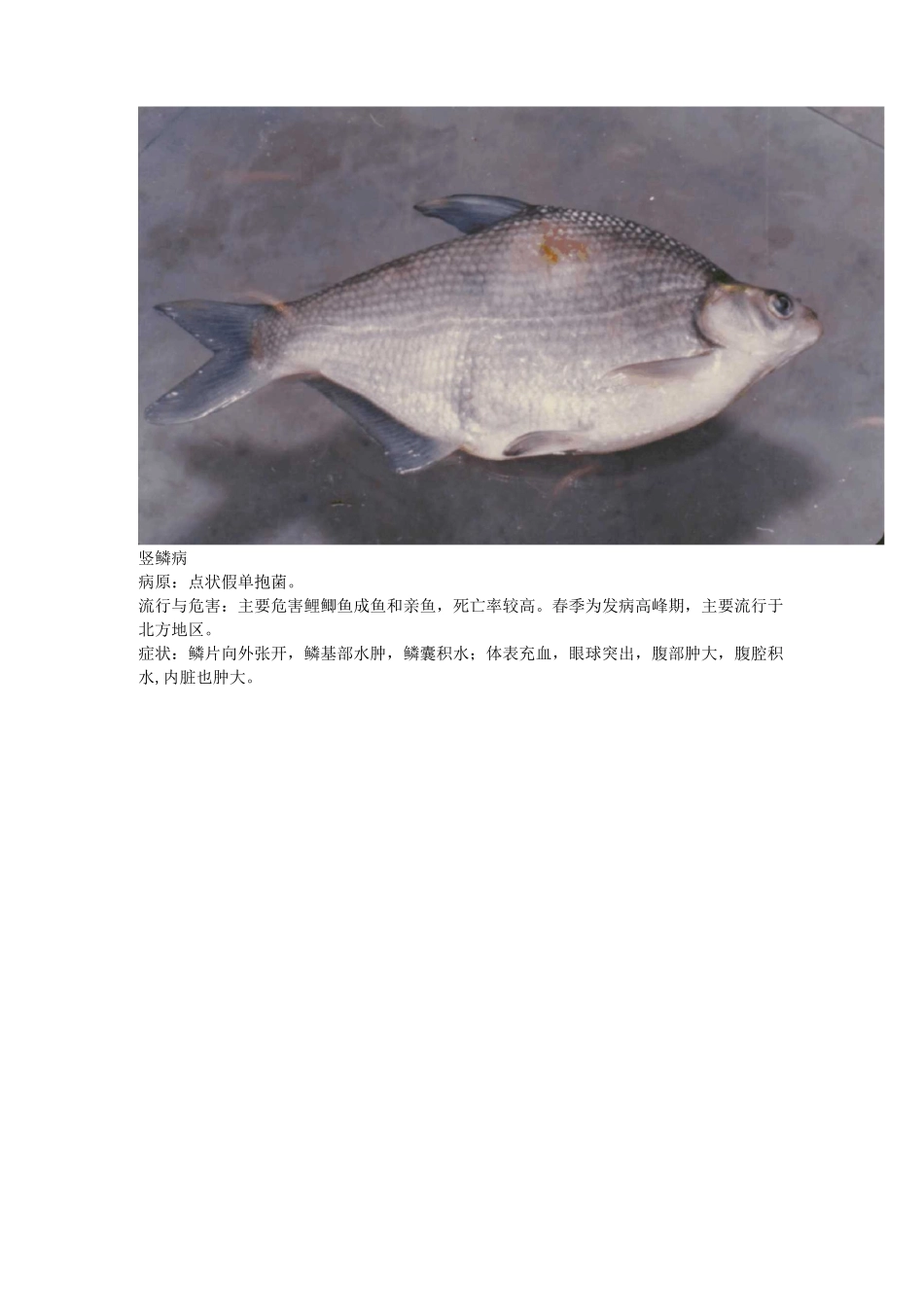 鱼类疾病图片_第3页