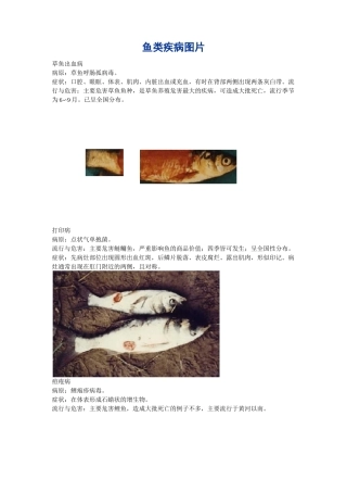 鱼类疾病图片