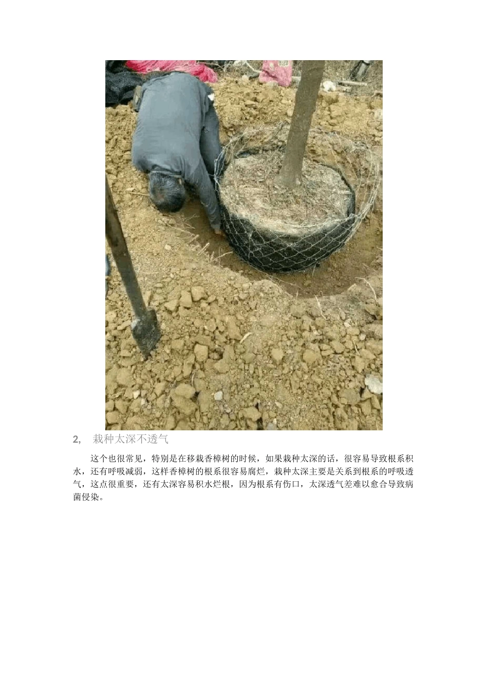 新栽树木假活的8个原因树木移栽成活率高的技巧_第2页