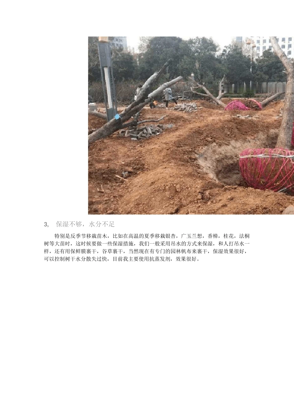 新栽树木假活的8个原因树木移栽成活率高的技巧_第3页