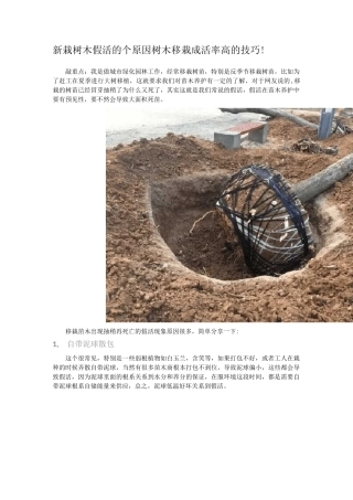 新栽树木假活的8个原因树木移栽成活率高的技巧