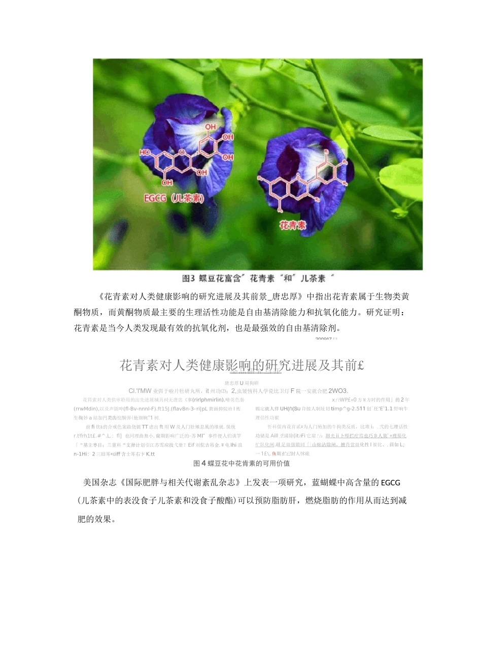 浅析蝶豆花(蓝蝴蝶)的食用价值及营养功效和作用_第3页