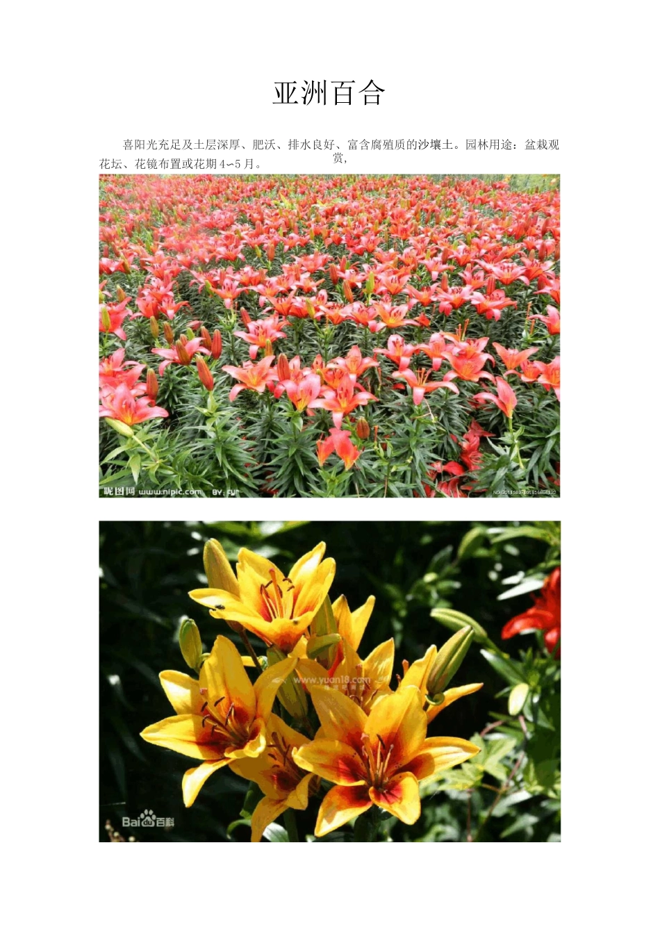 常见北方宿根花卉_第2页