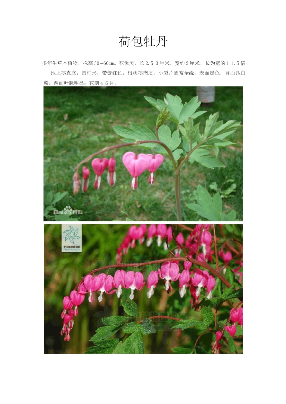 常见北方宿根花卉_第3页
