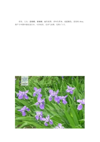 常见北方宿根花卉