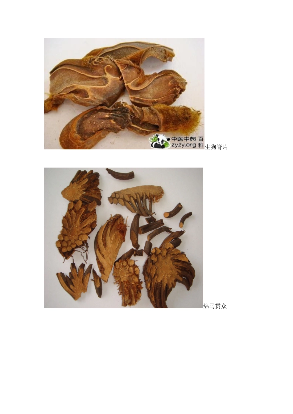 2025年执业药师药一中药药材图片_第1页