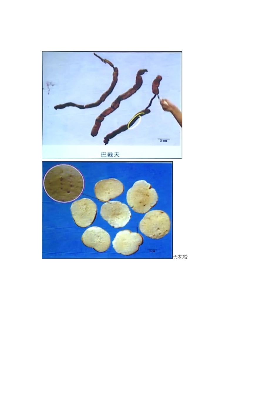 2025年执业药师药一中药药材图片_第3页