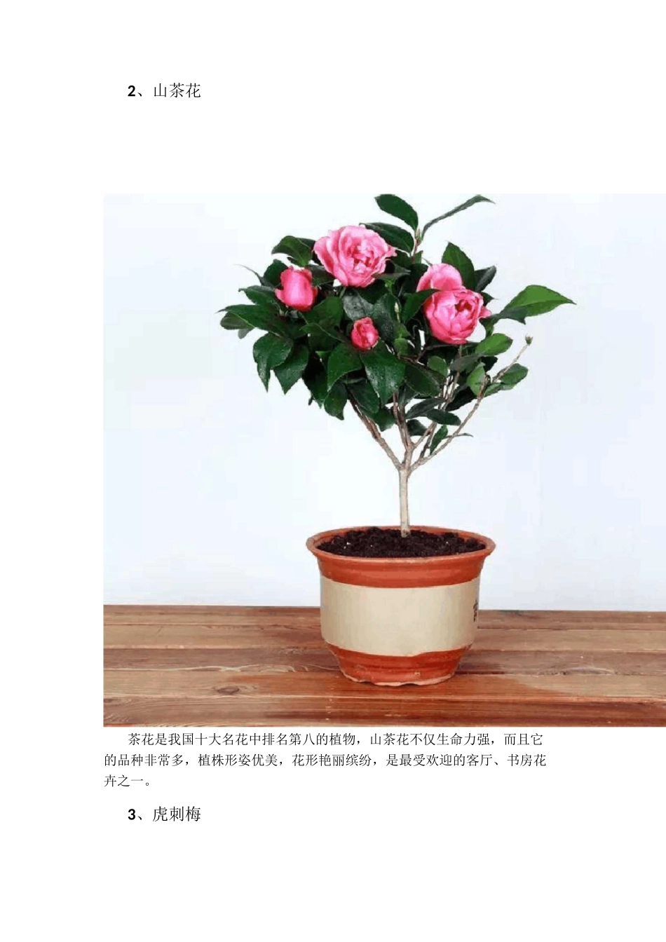 16种冬季开花的植物_第2页