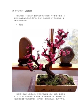16种冬季开花的植物