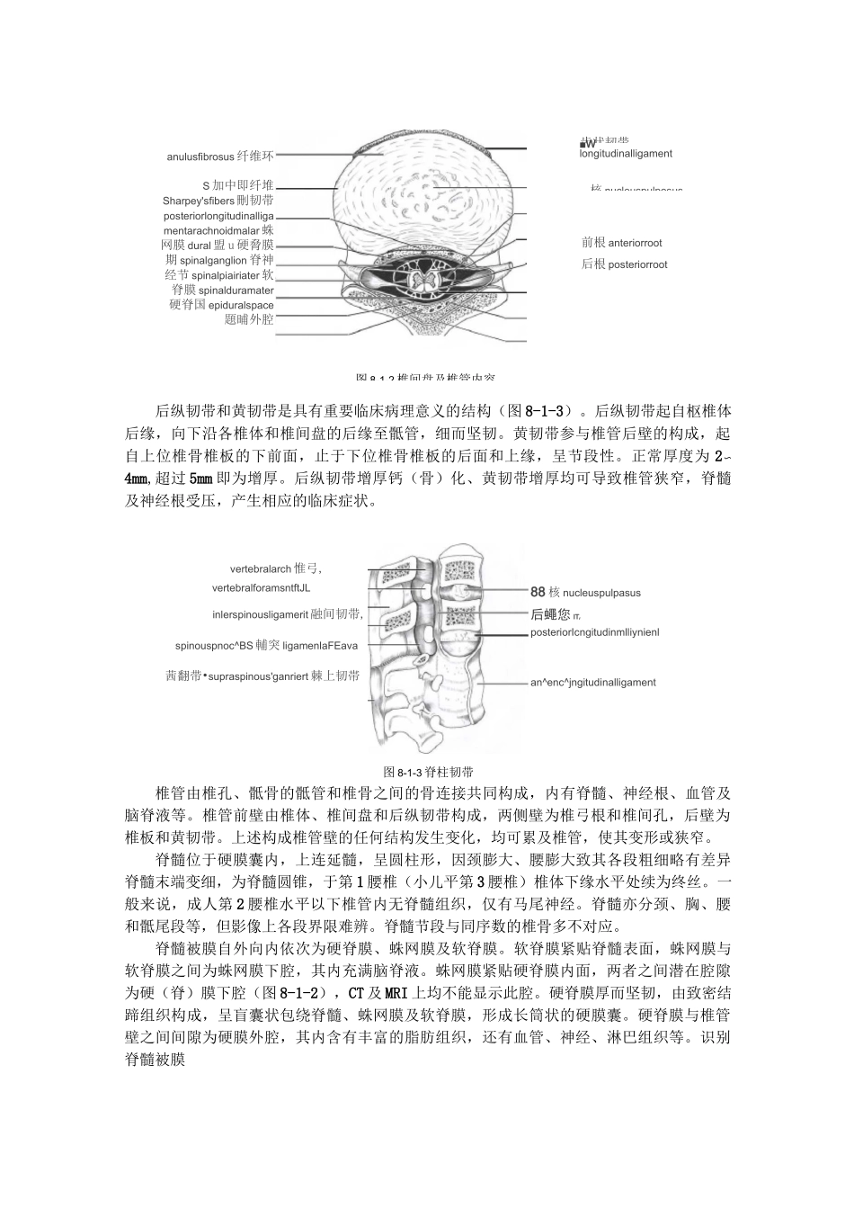 (完整版)脊柱和脊髓影像解剖_第2页