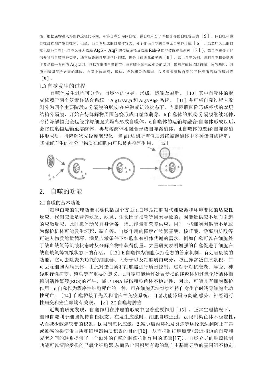 自噬与肿瘤的关系及抗肿瘤药物_第3页