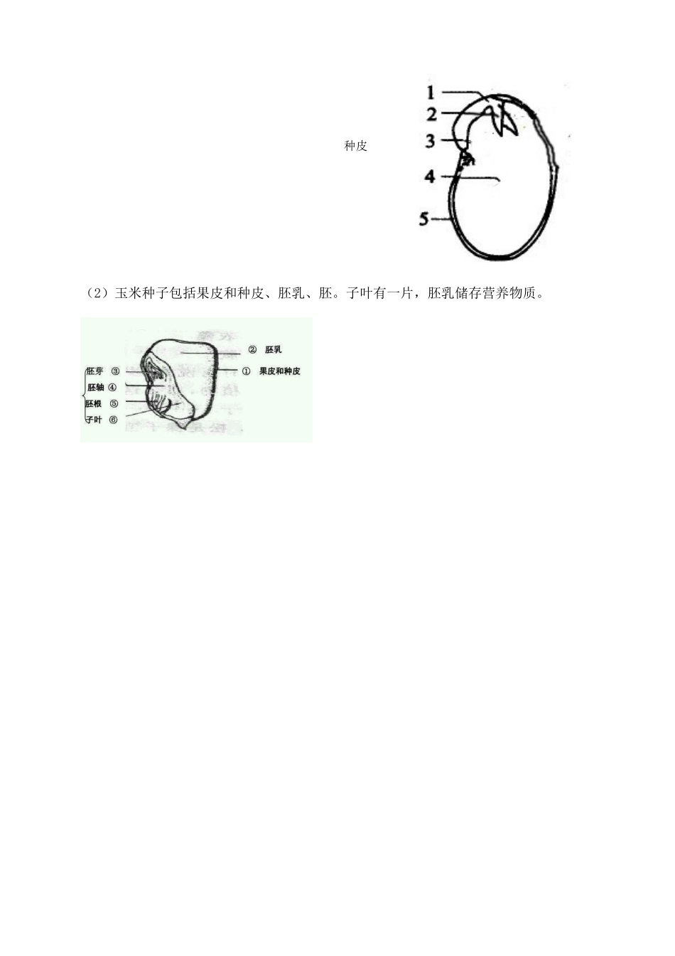 2025年生物圈中的绿色植物知识点一_第2页