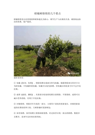 柑橘树修剪的几个要点
