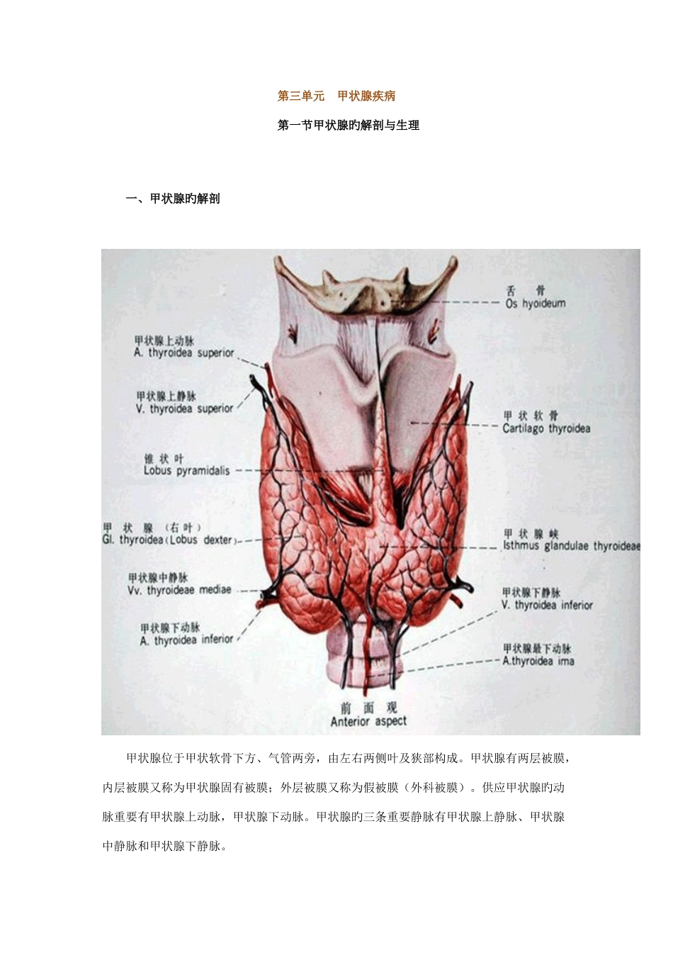 2025年执业医师最全考点解析系列内分泌部分甲状腺疾病_第1页