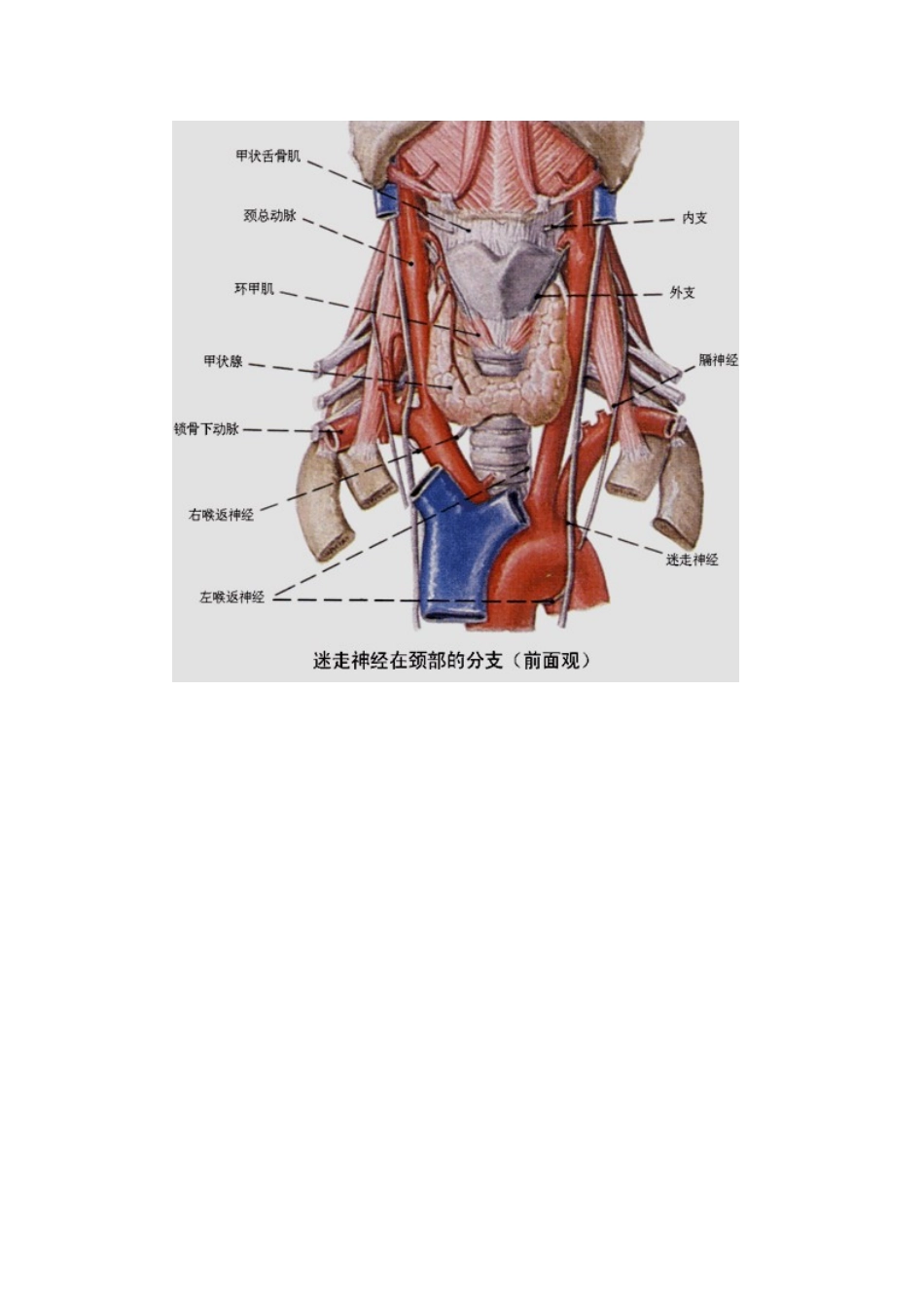 2025年执业医师最全考点解析系列内分泌部分甲状腺疾病_第2页