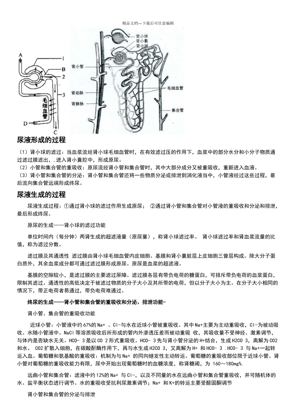 尿液形成的过程资料_第2页