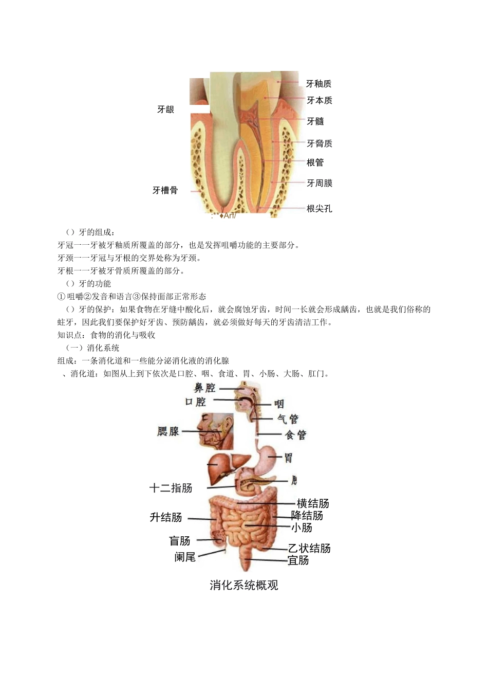 初三科学-生物-生物消化吸收、血液循环_第2页