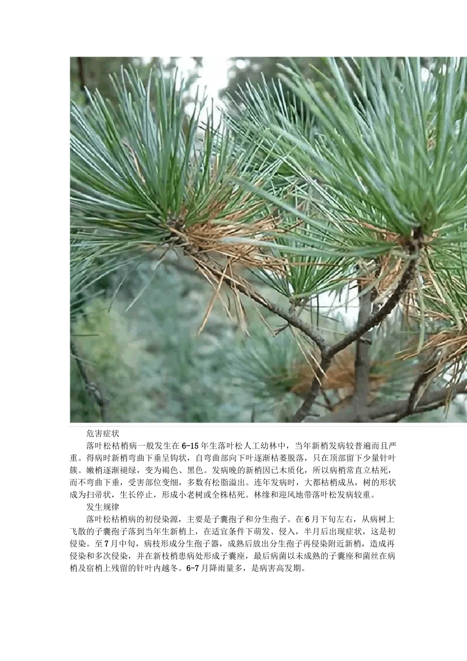 常见几种植物枯梢病的综合防治技术_第2页