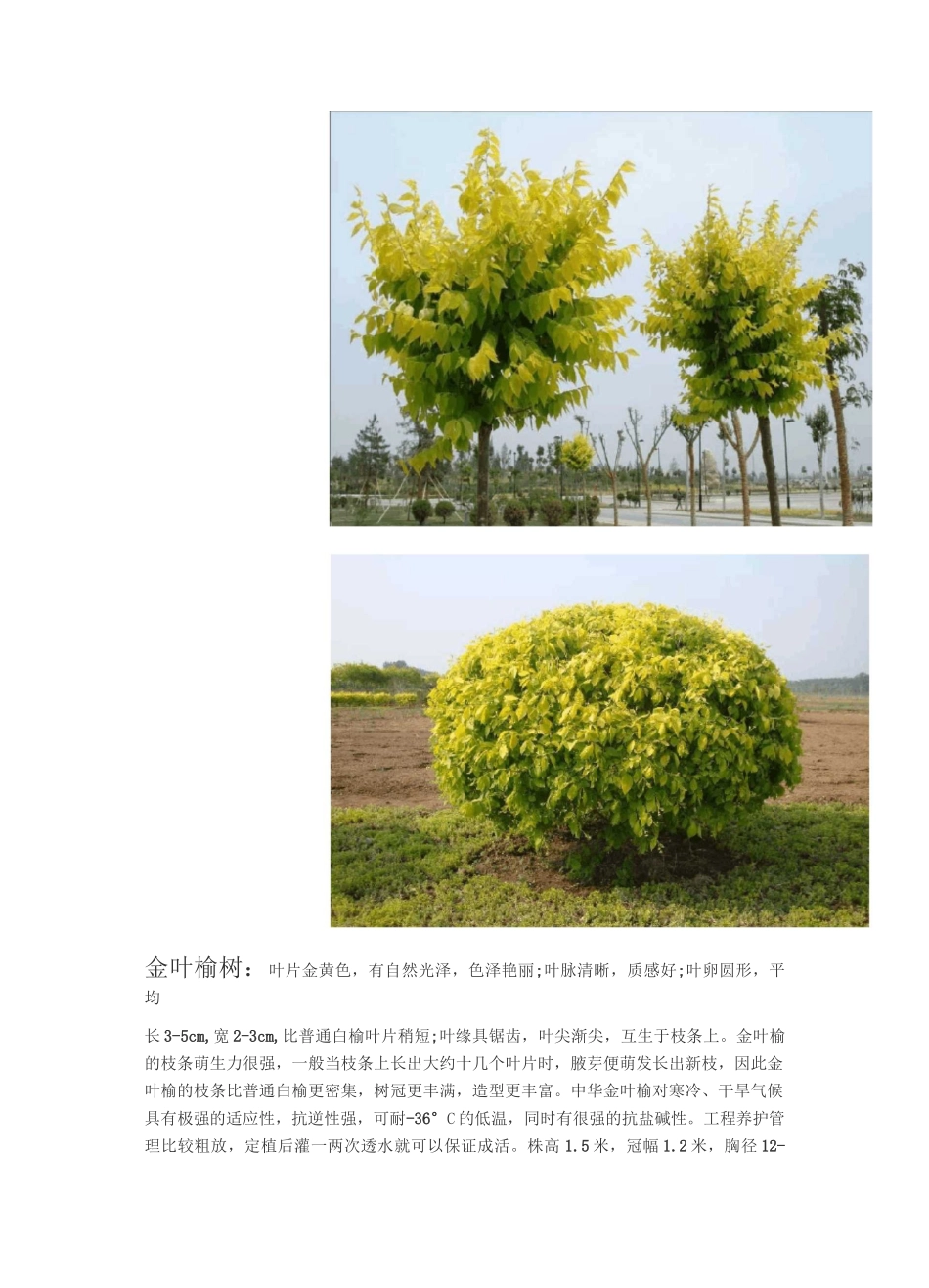 绿化植物汇总_第2页