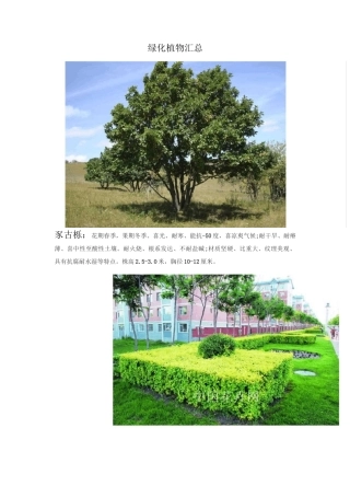 绿化植物汇总