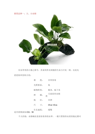 几种容易养的水草介绍