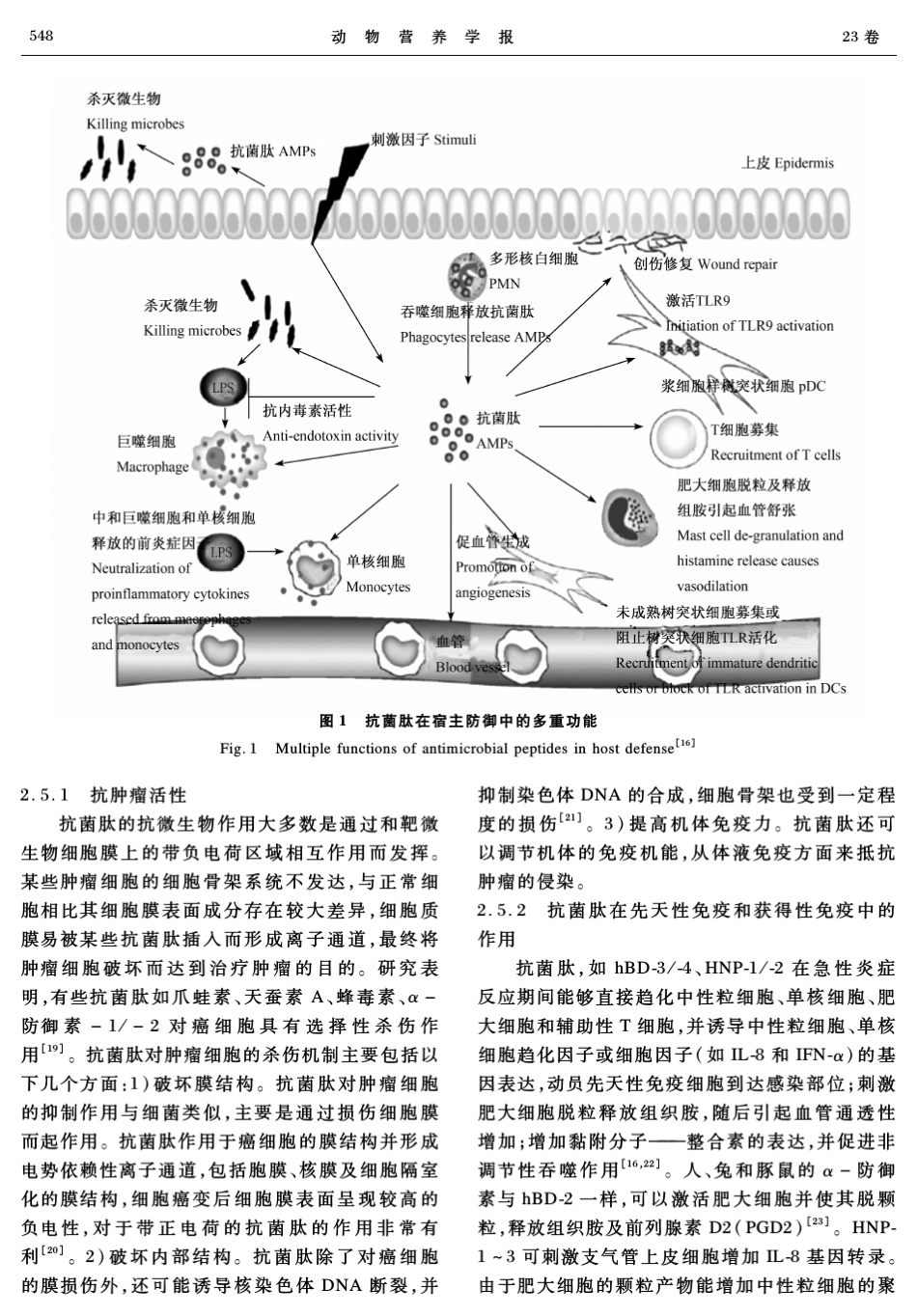 抗菌肽的作用机制_第3页