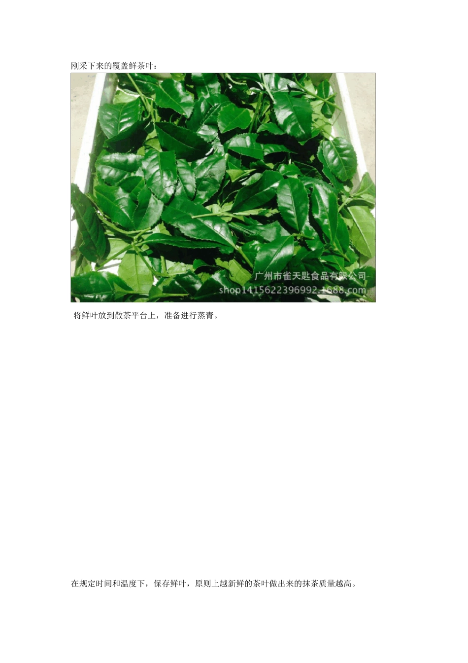 抹茶生产工艺介绍第二步：蒸青和烘干(碾茶的制作)_第2页