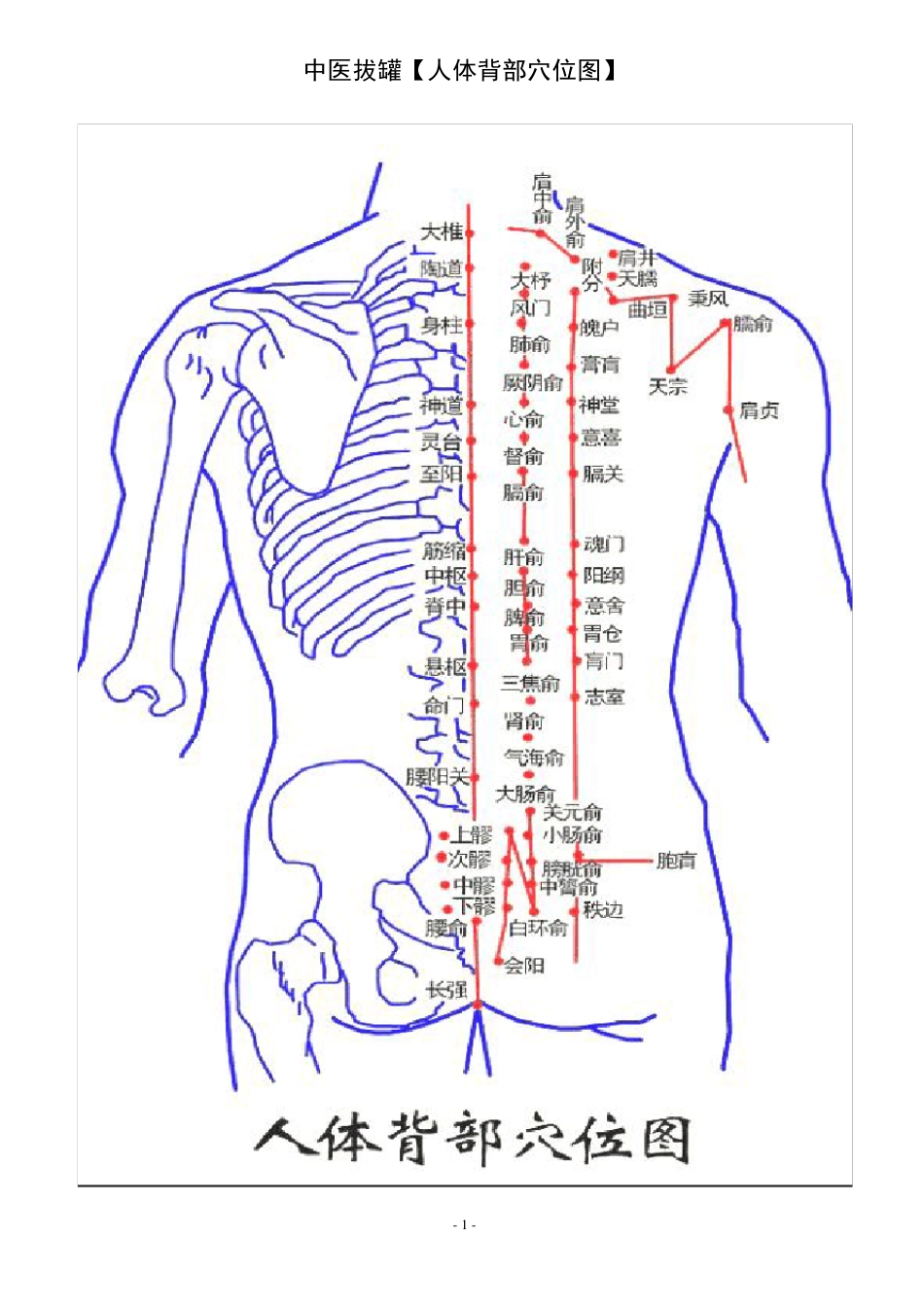 拔火罐_人体背部穴位图_中医疗法主病症和选穴_第1页