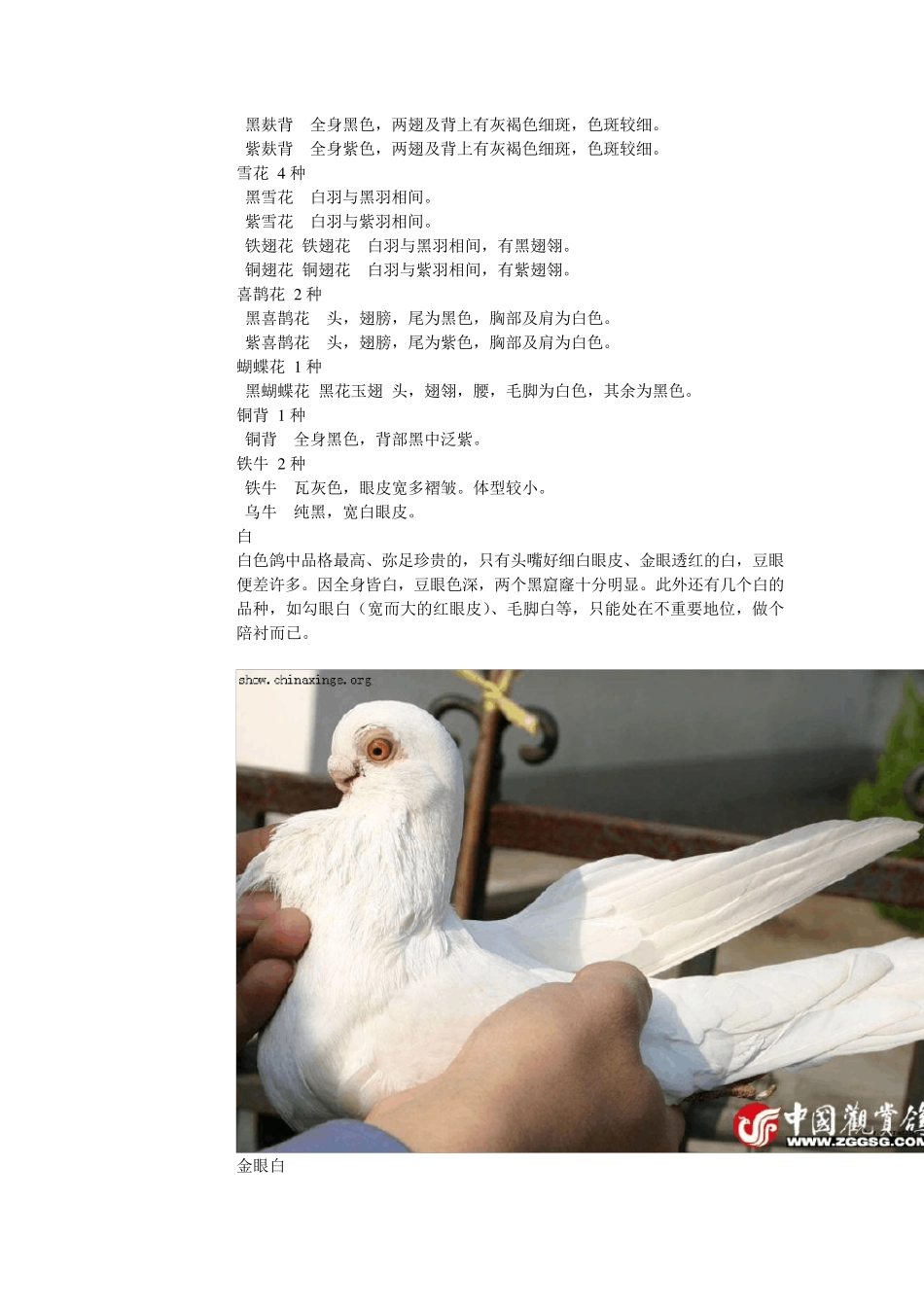 拯救传统观赏鸽_第3页